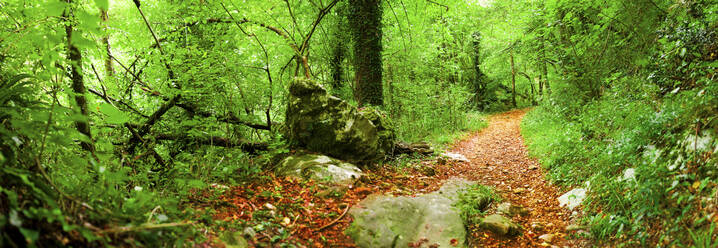 Italien, Trentino Südtirol, Wanderweg im Wald - GIOF07592