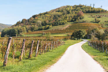 Slowenien, Ljubljana, Leerer Feldweg entlang eines Weinbergs - GIOF07622