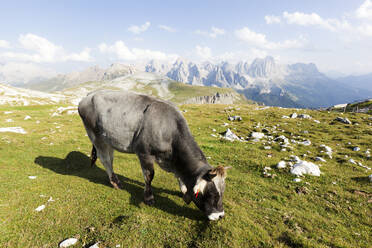 Italien, Trentino-Südtirol, Einsame Kuh beim Grasen in den Dolomiten - GIOF07636