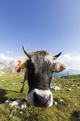 Italien, Trentino-Südtirol, Porträt einer einsamen Kuh beim Grasen in den Dolomiten - GIOF07637