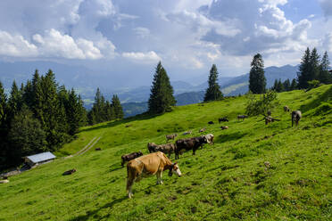 Germany, Bavaria, Sonthofen, Cattle grazing in Allgau Alps - LBF02775