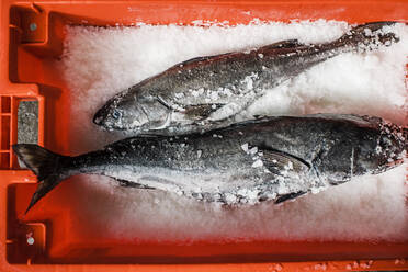 Zwei frische Fische an einem Fischmarktstand auf Eis - MINF12681