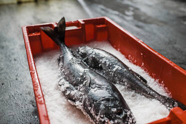 Zwei frische Fische an einem Fischmarktstand auf Eis - MINF12682