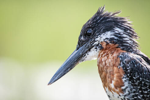 Ein riesiger Eisvogel, Megaceryle maxima, Seitenprofil, hellgrüner Hintergrund. - MINF12692