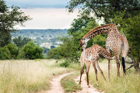 Eine Giraffenmutter aus dem südlichen Afrika, Giraffa camelopardalis giraffa, säugt ihr Kalb, wobei sie den Hals beugt, während das Kalb gesäugt wird. - MINF12693