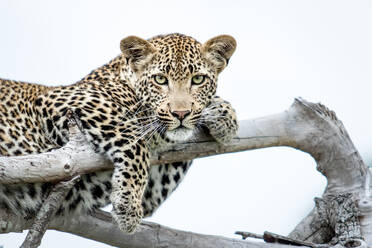 Ein Leopard, Panthera pardus, liegt auf toten Ästen, die Pfoten über die Zweige drapiert, direkter Blick, weißer Hintergrund. - MINF12694