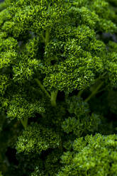 Extreme close up of bunch of curly parsley. - MINF12715