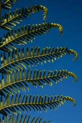 Nahaufnahme des Blattes einer Palme vor einem klaren blauen Himmel. - MINF12716