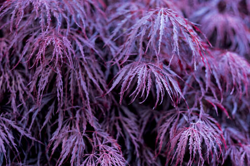 Nahaufnahme des leuchtend violetten Laubs eines japanischen Spitzahorns. - MINF12718