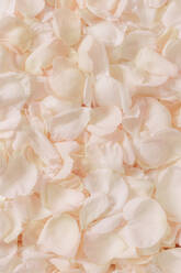 Pale pink rose petals scattered, full frame. - MINF12727