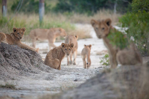 Löwenjunge, Panthera leo, sitzen im grauen Sand, direkter Blick, lizenzfreies Stockfoto