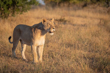 Eine Löwin, Panthera leo, steht im kurzen braunen Gras und schaut aus dem Bild, das Maul geöffnet, der Schwanz eingerollt - MINF12735