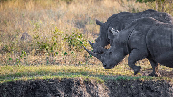 Zwei Breitmaulnashörner, Ceratotherium simum, gehen zusammen, Blick aus dem Bild, Seitenprofil des Horns, angehobenes Bein - MINF12736