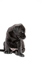 Sitzender Black Labrador Welpe auf weißem Hintergrund. - MINF12756