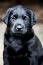 Schwarzer Labrador-Welpe schaut in die Kamera. - MINF12758