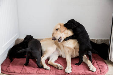 Goldener Labrador liegt auf dem Boden und spielt mit zwei schwarzen Labrador-Welpen. - MINF12759