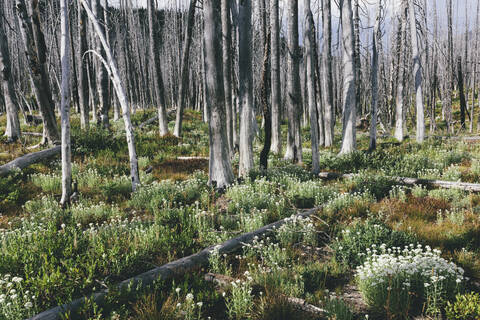 A previously burnt subalpine forest rebounds in summer with lodgepole pine and a variety of wildflowers, yarrow, aster, arnica and corn lily. stock photo