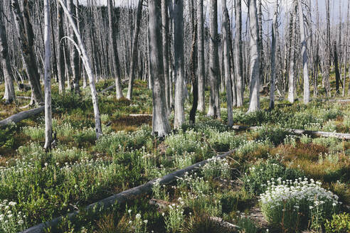 A previously burnt subalpine forest rebounds in summer with lodgepole pine and a variety of wildflowers, yarrow, aster, arnica and corn lily. - MINF12815