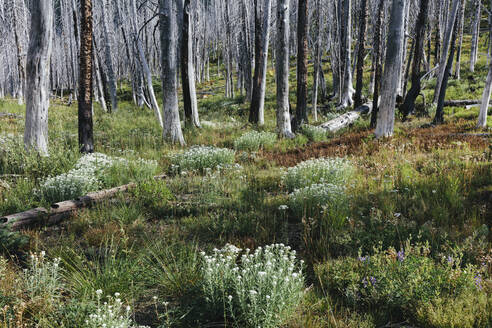 A previously burnt subalpine forest rebounds in summer with lodgepole pine and a variety of wildflowers, yarrow, aster, arnica and corn lily. - MINF12816