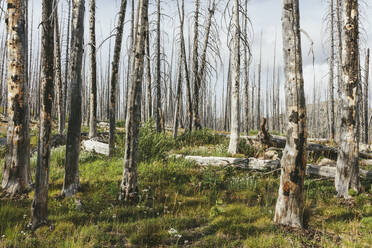 Ein zuvor abgebrannter subalpiner Wald wächst im Sommer wieder auf, mit Kiefern und einer Vielzahl von Wildblumen wie Schafgarbe, Aster, Arnika und Maislilie. - MINF12818