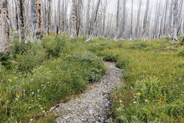 Ein zuvor abgebrannter subalpiner Wald wächst im Sommer wieder auf, mit Kiefern und einer Vielzahl von Wildblumen wie Schafgarbe, Aster, Arnika und Maislilie. - MINF12819