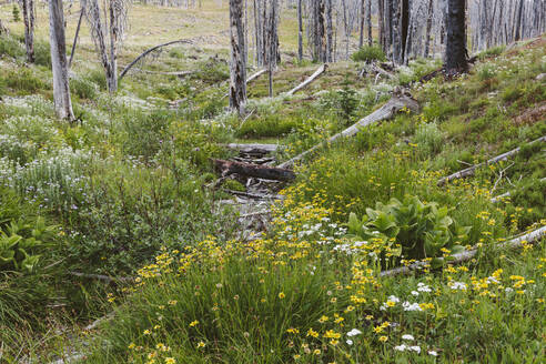 A previously burnt subalpine forest rebounds in summer with lodgepole pine and a variety of wildflowers, yarrow, aster, arnica and corn lily. - MINF12820