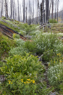 A previously burnt subalpine forest rebounds in summer with lodgepole pine and a variety of wildflowers, yarrow, aster, arnica and corn lily. - MINF12821