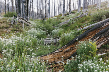 Ein zuvor abgebrannter subalpiner Wald wächst im Sommer wieder auf, mit Kiefern und einer Vielzahl von Wildblumen wie Schafgarbe, Aster, Arnika und Maislilie. - MINF12822