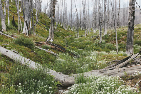 Ein zuvor abgebrannter subalpiner Wald wächst im Sommer wieder auf, mit Kiefern und einer Vielzahl von Wildblumen wie Schafgarbe, Aster, Arnika und Maislilie., lizenzfreies Stockfoto