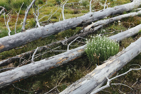 A previously burnt subalpine forest rebounds in summer with lodgepole pine and a variety of wildflowers, yarrow and woodrush. - MINF12824