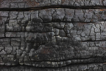 Close up of burnt lodgepole pine tree from destructive forest fire. - MINF12827