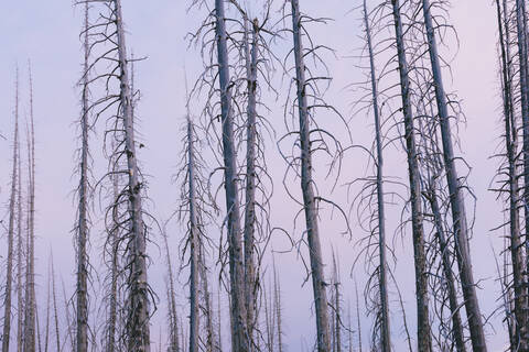 Burnt lodgepole pine forest from destructive five year old forest fire, dusk. stock photo