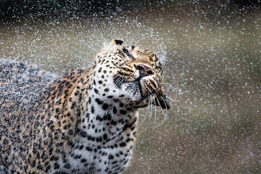 Ein Leopard, Panthera pardus, schüttelt das Wasser von sich, Wassertropfen in der Luft, Augen geschlossen - MINF12852