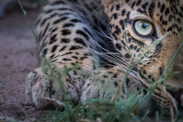 Ein halbes Leopardengesicht, Panthera pardus, wie es tief am Boden kauert, gelbgrüne Augen, direkter Blick. - MINF12856