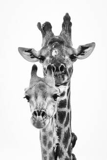 Die Köpfe einer männlichen und einer weiblichen Giraffe aus dem südlichen Afrika, Giraffa camelopardalis giraffa, und zwei Vögel, Rotschnabelspechte, Buphagus erythrorhynchus, saßen auf dem Fell der Tiere. - MINF12857