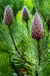 Nahaufnahme von Kleiner Kiefernzuckerstrauch, Protea aristata, mit geschlossenen Knospen. - MINF12897