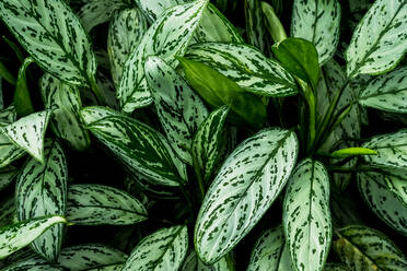 Nahaufnahme von üppigen grünen Blättern mit weißen Streifen aus hohem Winkel. - MINF12899