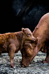 Brown cow and calf standing outside a barn on a farm. - MINF12900