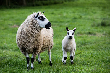 Kerry Hill Schafe und Lämmer auf einer Weide auf einem Bauernhof. - MINF12902