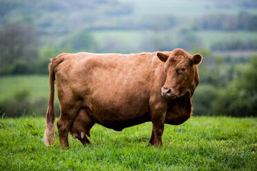 Brown cow standing on a farm pasture. - MINF12903