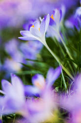 Close up of pale purple crocuses with bright yellow stamens and green grass-like leaves. - MINF12918