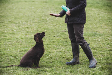 Eine Person steht im Freien und gibt einem braunen Spaniel ein Handkommando. - MINF12930