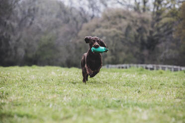 Brauner Spaniel, der über ein Feld läuft und ein grünes Spielzeug apportiert. - MINF12933