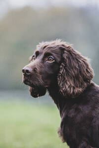 Nahaufnahme eines braunen Spaniels, der auf einem Feld sitzt. - MINF12934