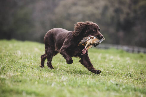 Brauner Spaniel, der über ein Feld läuft und einen Fasan apportiert. - MINF12935