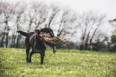 Schwarzer Labradorhund, der über ein Feld rennt und einen Fasan apportiert. - MINF12937