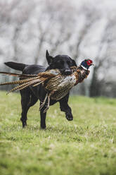 Schwarzer Labradorhund, der über ein Feld rennt und einen Fasan apportiert. - MINF12938