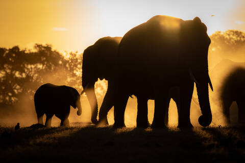 Silhouetten von afrikanischen Elefanten, Loxodonta africana, vor orange-gelbem Hintergrund., lizenzfreies Stockfoto