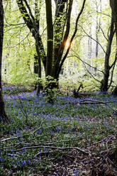 Ein Teppich aus Glockenblumen in einem Wald im Frühling. - MINF12951