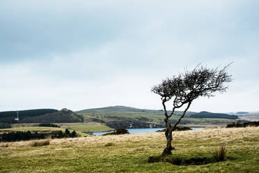 Landschaft mit einem einzelnen Baum mit windgepeitschter Form unter einem bewölkten Himmel. - MINF12955